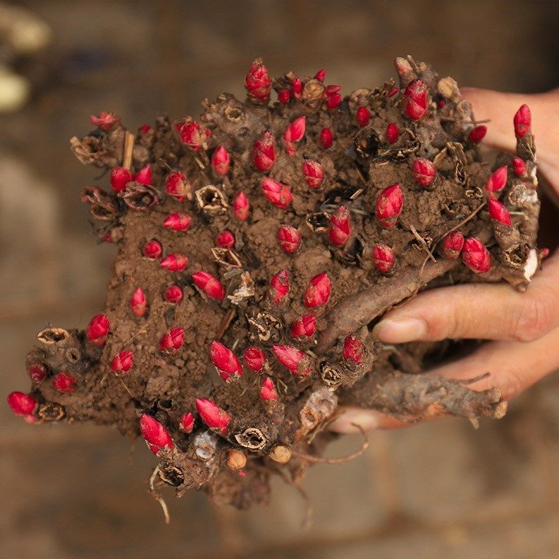 剑兰种球唐菖蒲室内室外阳台庭院盆栽地栽花卉多年生好养植物种子-爱