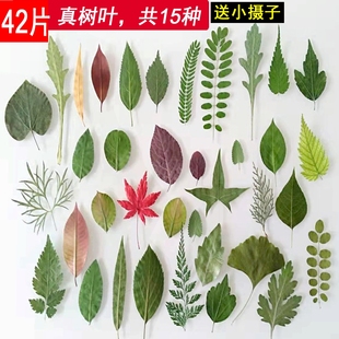 天然干树叶diy手工装饰材料合集干叶子干花材料包绿色植物标本