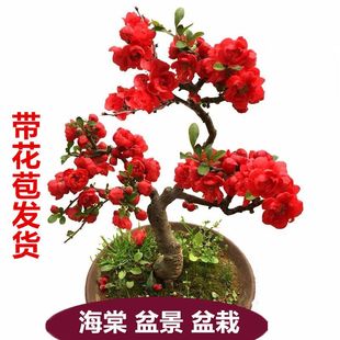 【带花苞】海棠花盆栽 海棠树苗 复色四季海棠盆景室内外花卉绿植