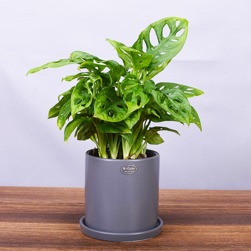 仙洞龟背竹北欧风盆栽多孔龟背蓬莱蕉花卉绿植吸甲醛净化空气植物