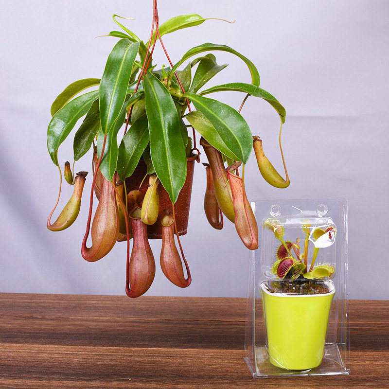 猪笼草捕蝇草绿植盆栽花卉食虫驱蚊植物室内