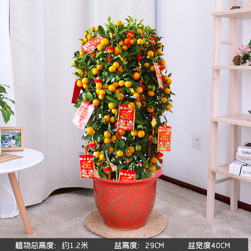 年桔金桔树盆栽带果四季橘花卉室内植物盆景观赏送礼年宵绿植