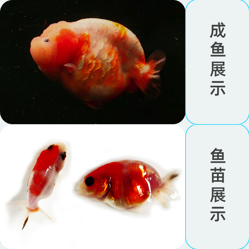 兰寿小鱼鱼苗精品品赛玉兔小尾奶牛活鱼观赏鱼鱼