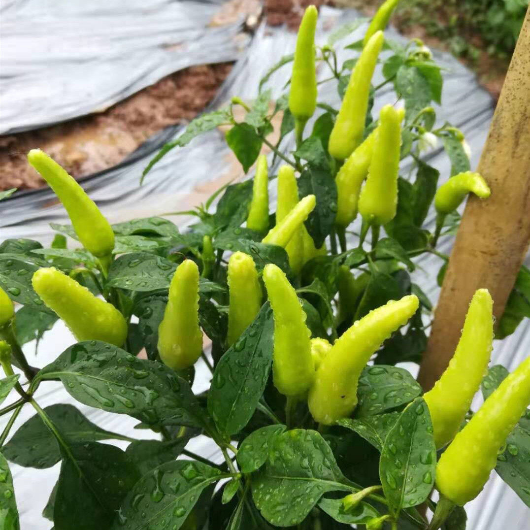 特价朝天椒 新鲜_广西桂林小米辣椒新鲜朝天椒野山椒泡椒凤爪用小米辣