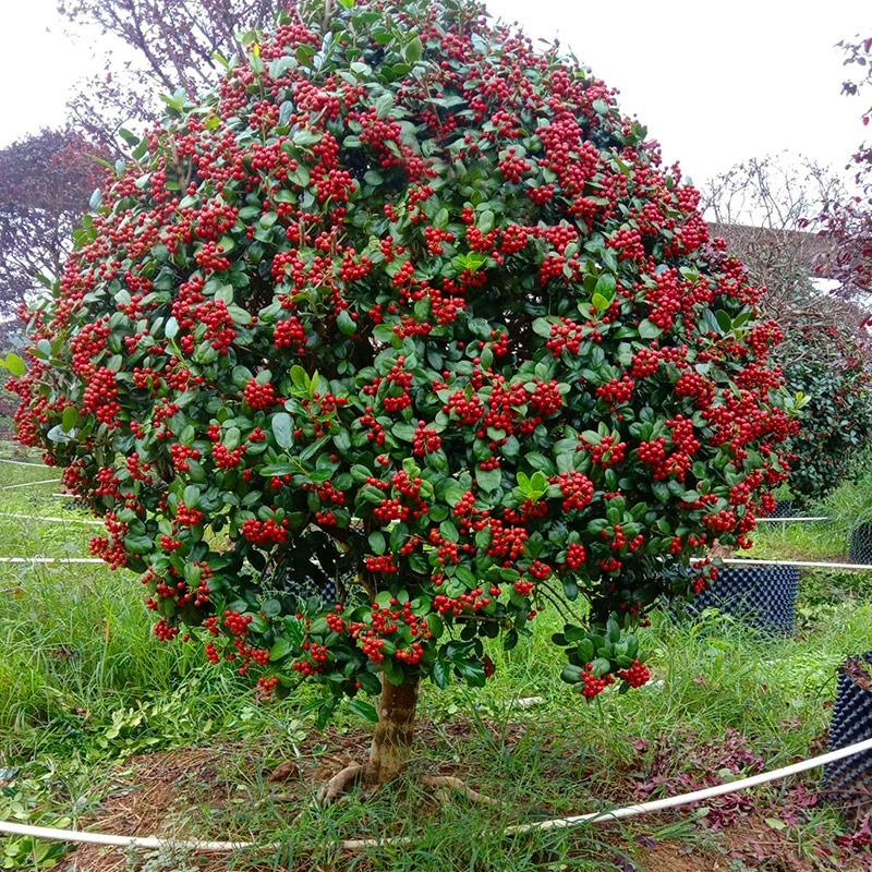 无刺枸骨树苗构骨球鸿运果树苗四季常青北方庭院花卉耐寒绿化苗木