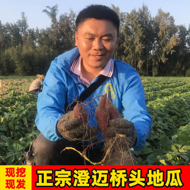 桥头地瓜 红薯新鲜 海南澄迈富硒桥头地瓜番薯小香薯板栗鸣门壹号|ruв категории водной мясо/свежие фрукты и овощи/еда, свежие овощи/овощной продукции, свежие овощи, сладкий картофель - от Buy2taobao.com для оказания профессиональной услуги покупки агента Taobao