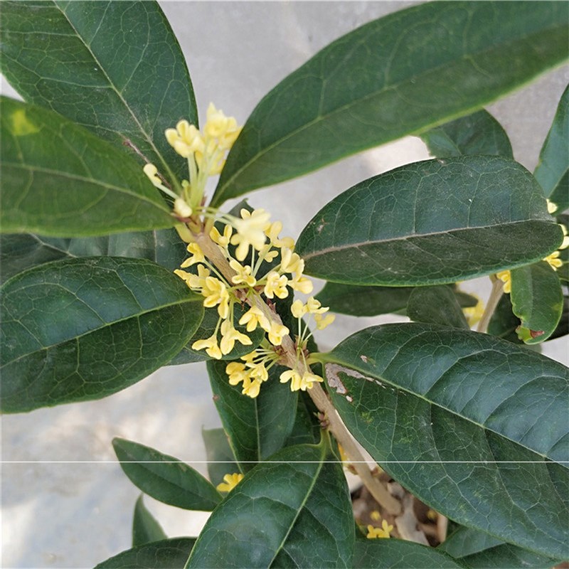 状元红桂花树大树