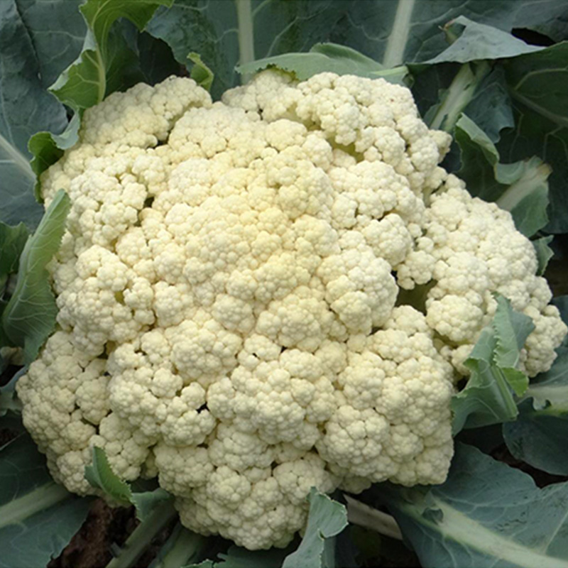 松花菜种子籽进口丰田青梗花椰菜松花有机菜花春秋季大田蔬菜种孑