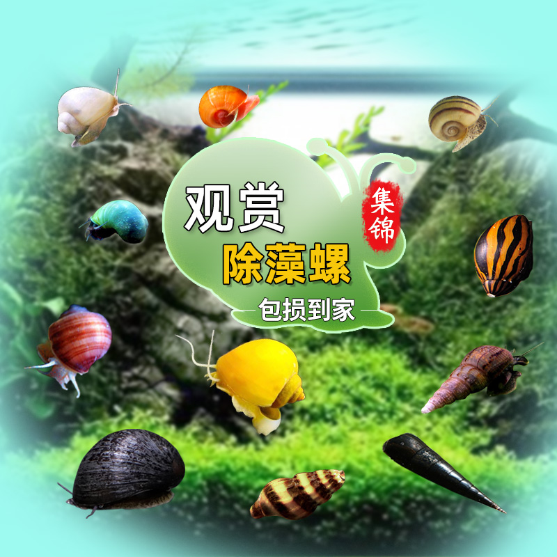 观赏螺淡水黄金神秘苹果螺除藻清洁工具黑金刚斑马螺蜗牛宠物活体在类目 宠物/宠物食品及用品, 水族世界, 鱼中 - 来自Buy2taobao.com提供专业的淘宝代购服务