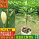 玉兰花树苗白兰花带花苞室内庭院阳台浓香型四季开花植物黄角兰花