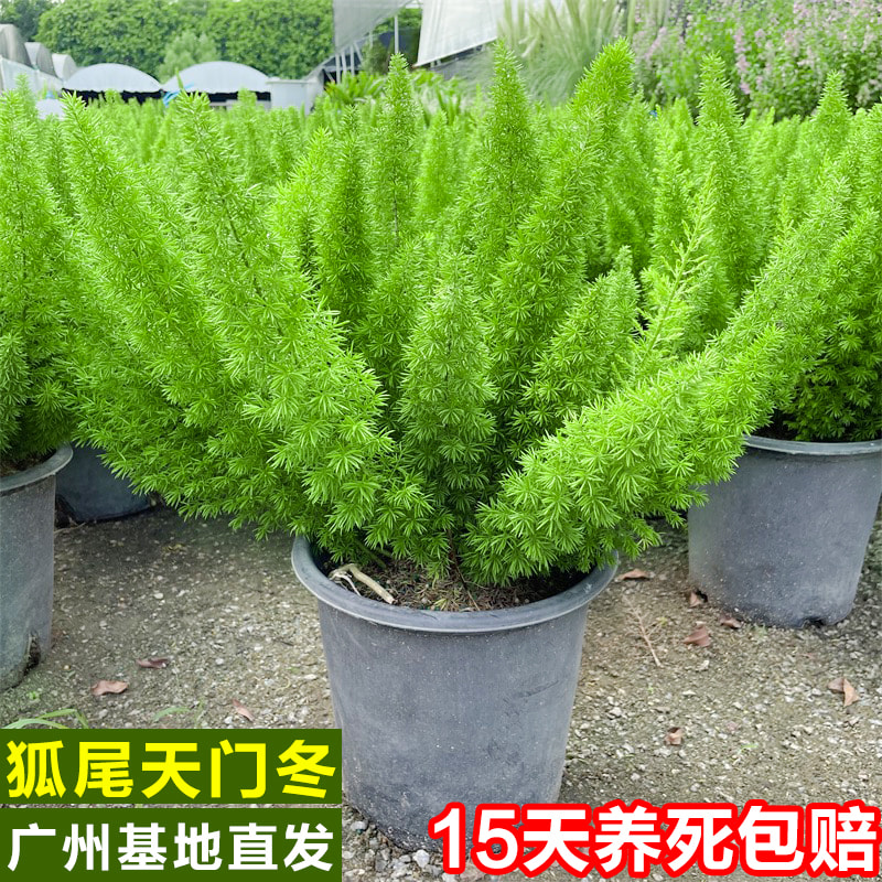 狐尾天门冬盆栽植物庭院花园阳台绿植