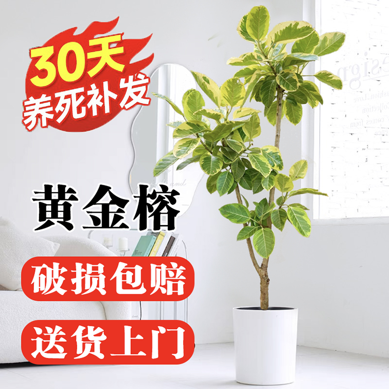 黄金榕盆栽大型绿植室内庭院花橡皮树