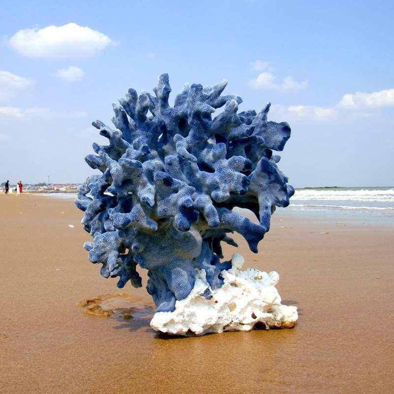 特价珊瑚礁石 天然_天然蓝珊瑚家居摆件鱼缸造景装饰橱窗摆件珊瑚树