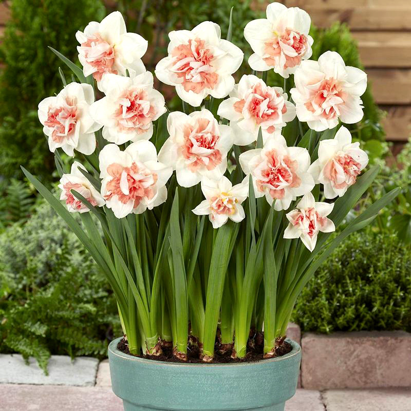 水仙花种球盆栽水养植物室内水培四季开花桌面风信子洋水仙花种子