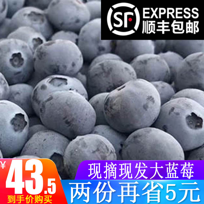 现摘现发 新鲜蓝莓鲜果500g 天然丹东蓝梅125g*4 盒包邮顺丰空运在类目 水产肉类/新鲜蔬果/熟食, 新鲜水果, 蓝莓中 - 来自Buy2taobao.com提供专业的淘宝代购服务