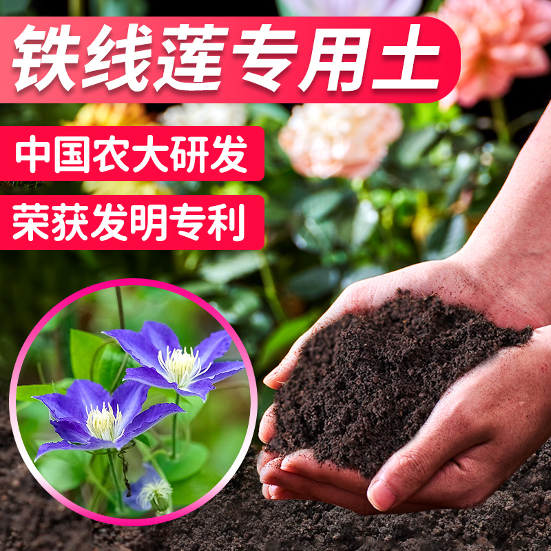 铁线莲专用土铁线莲营养土专用肥中国