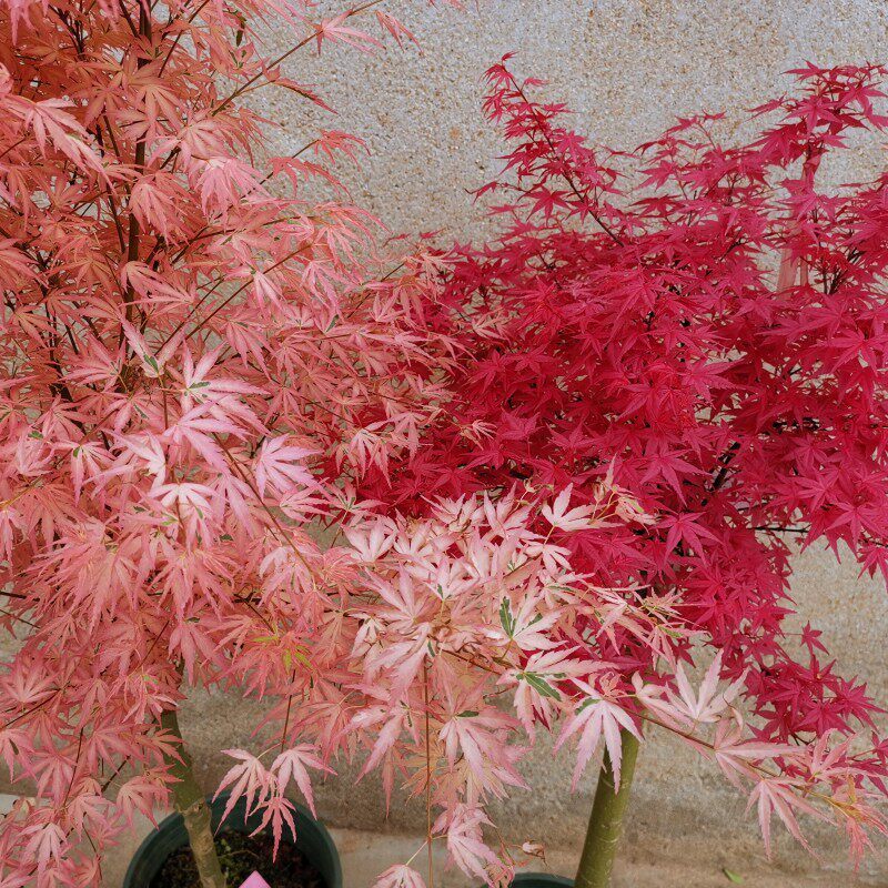 日本红枫树苗红舞姬约旦泰勒羽毛枫柳泉枫庭院阳台彩色观叶盆栽树