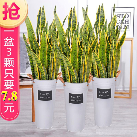金边虎皮兰多肉植物室内花卉盆栽大型绿植客厅办公室虎尾兰吸甲醛