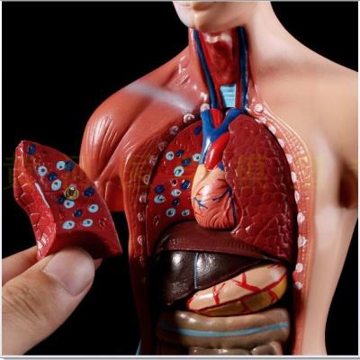 人体内脏模型儿童图片