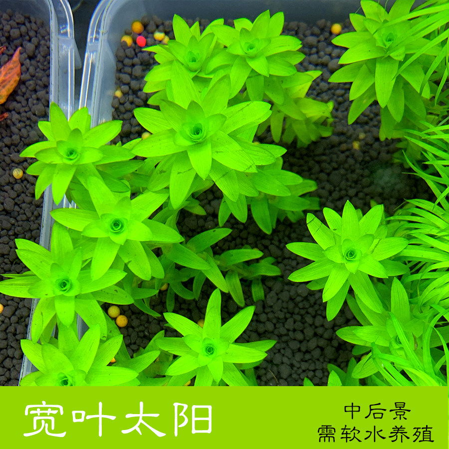 太阳类水草鱼缸水草造景草后景宽太水草宽叶太阳