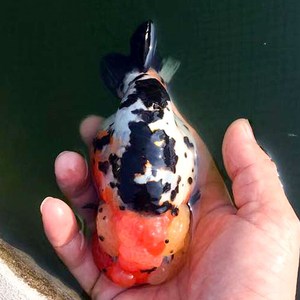 蓝兽金鱼新手养鱼淡水蓝瘦金鱼兰寿金鱼精品赛级富贵鱼观赏鱼漂亮