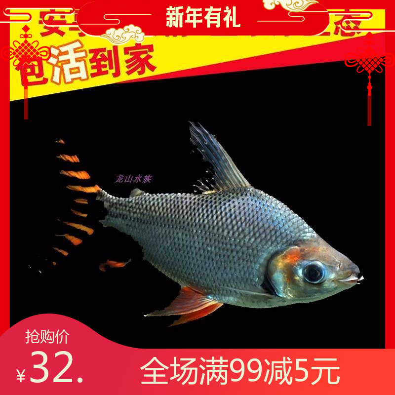 飞凤观赏鱼金凤银凤双线直纹观赏鱼淡水好养活体热带清洁龙鱼好看