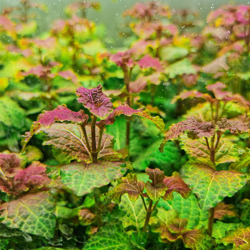 淡水鱼缸活体热带荷兰景懒人造景水下草彩叶五彩薄荷坨草稀少水草