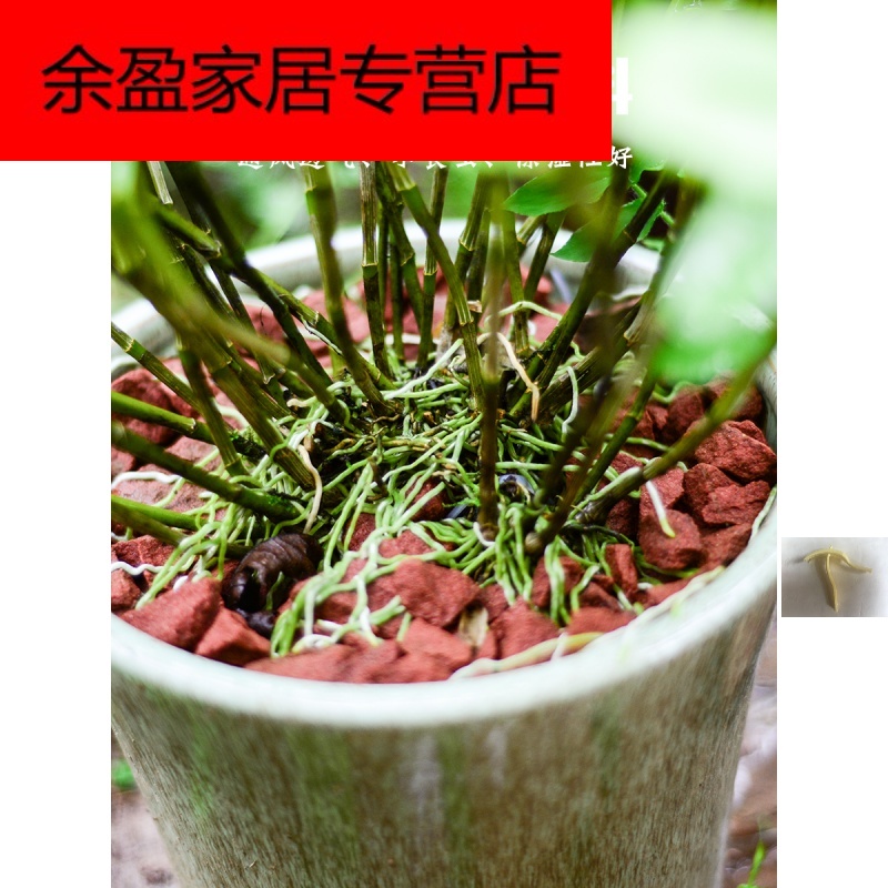 碎石头赤水吸水铁皮石斛基质金钗专用原石石斛的种丹霞石盆栽包邮在类目 鲜花速递/花卉仿真/绿植园艺, 园艺用品, 其它园艺用品中 - 来自Buy2taobao.com提供专业的淘宝代购服务