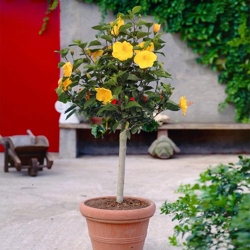 木槿花苗重瓣南方北方种植盆栽地栽四季常青庭院风景花木树苗包邮