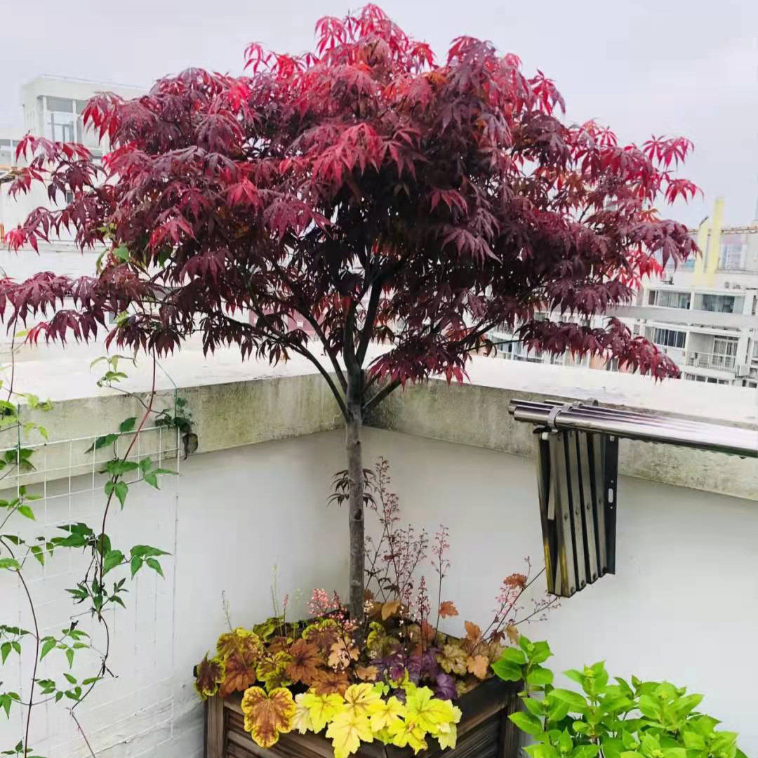 四季红枫树苗原生日本红枫树苗庭院绿化原生红舞姬日式风格红枫树