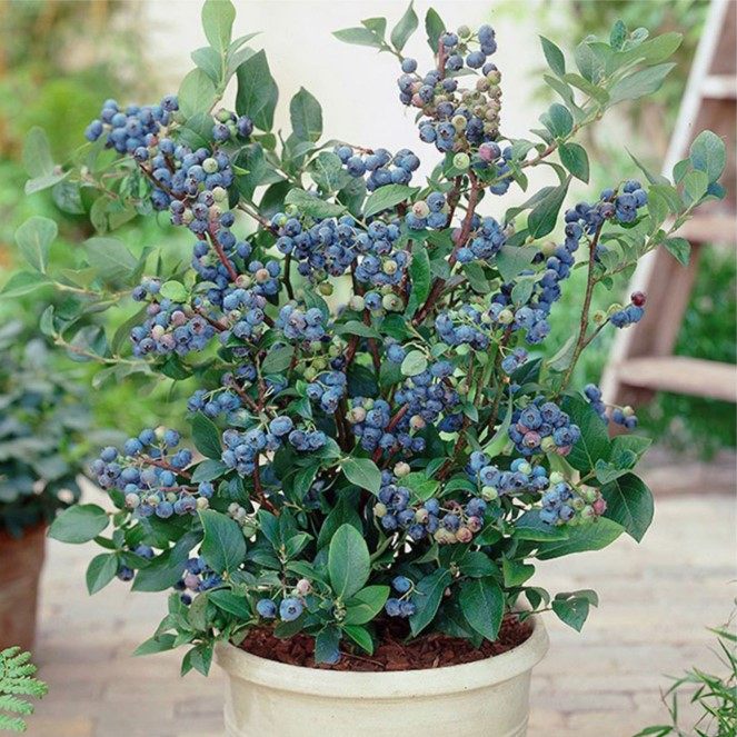 69 月销量 4领取2元券 省2元 蓝莓苗树盆栽南方种植北方试种果树带果