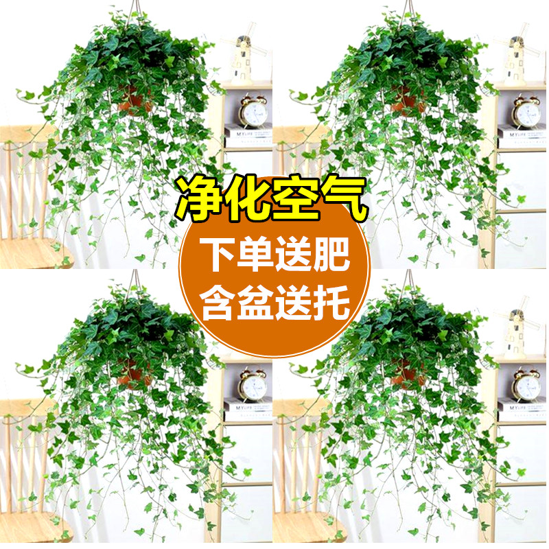 金边常春藤盆栽水培花卉植物室内垂吊