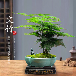 文竹盆栽植物室内花卉盆景客厅办公室桌面小绿植好养云竹四季常青