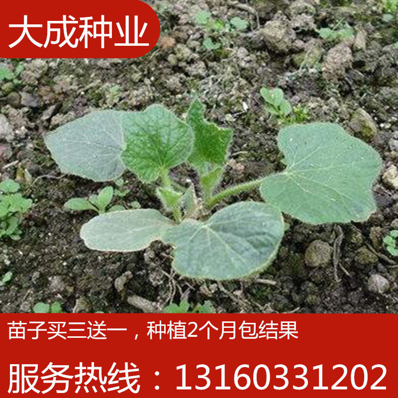 冬瓜_蔬菜苗冬瓜苗苗南瓜菜苗砍瓜苗扶手瓜苗阳台盆栽蔬菜种苗优惠券