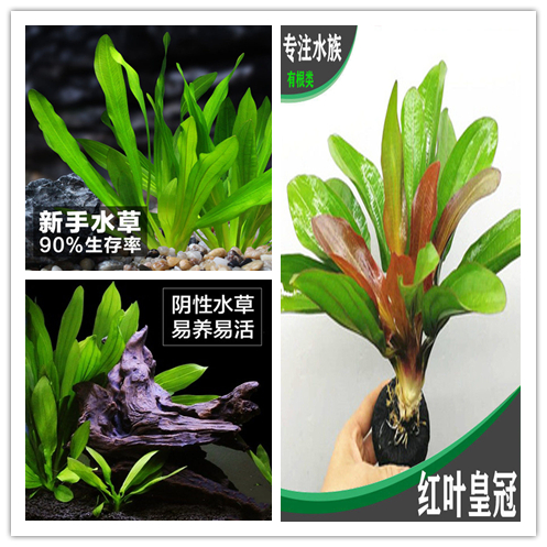 大九叶皇冠草真水草鱼缸装饰活体懒人水草淡水有茎类中后景阴性草