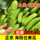 山东海阳白玉黄瓜新鲜5斤特产蔬菜脆嫩生鲜旱汗瓜荷兰青烟台水果