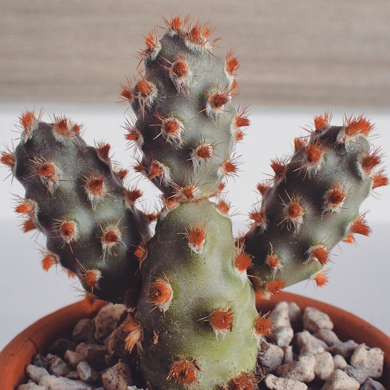 尚野园艺俏壶蛸壶团扇一物一拍红毛洋鬼殿精品仙人掌防辐射