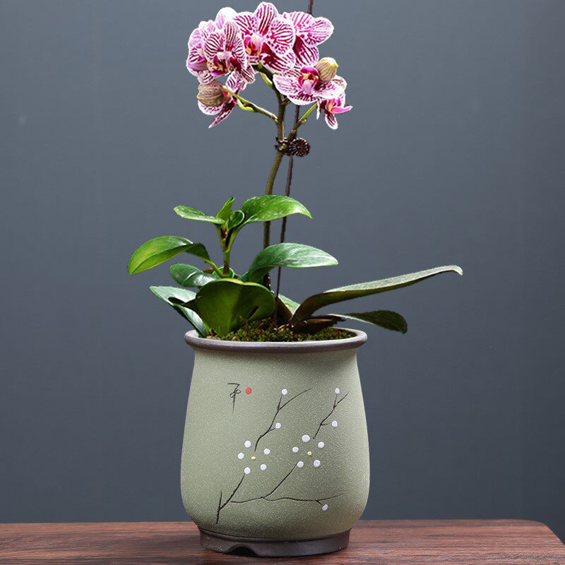 蝴蝶兰花花盆专用紫砂中号陶瓷家用复古简约多肉兰花文竹绿植花盆