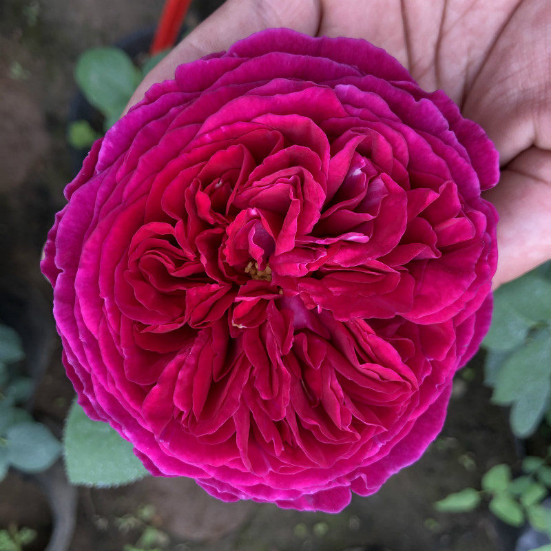 浓香月季莎士比亚2000阳台庭院玫瑰盆栽花苗 可做藤本——鲜佰姿旗舰