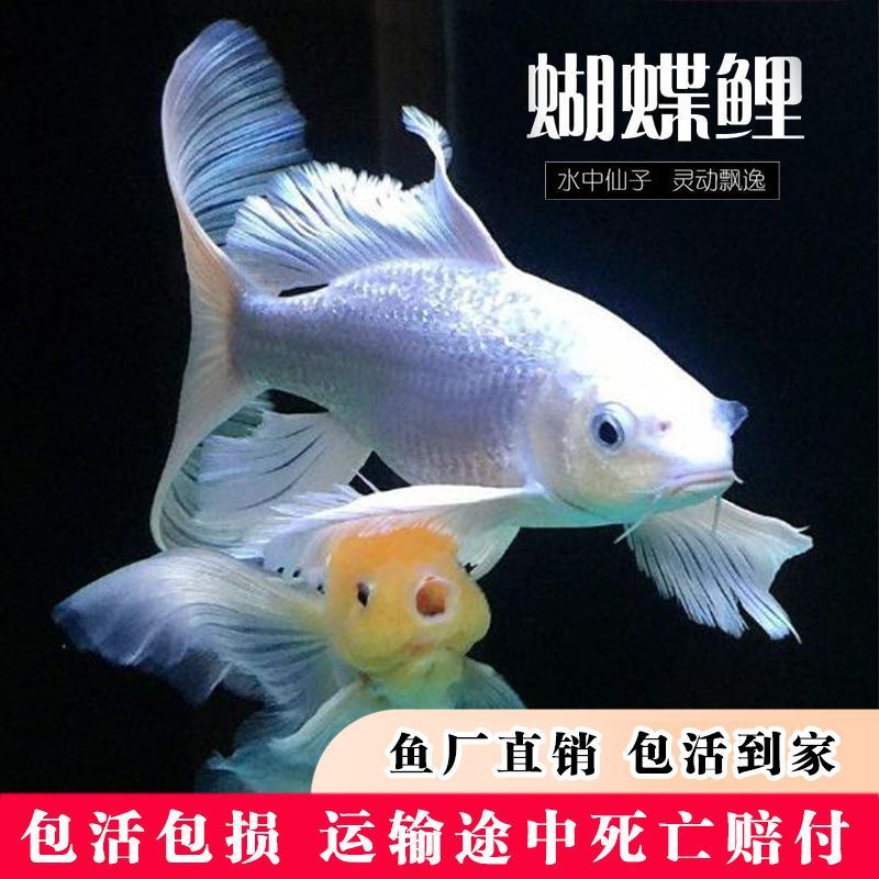 正宗台湾球形蝴蝶鲤观赏鱼活体龙凤长尾锦鲤鱼锦鲤新手鱼苗黑彗星