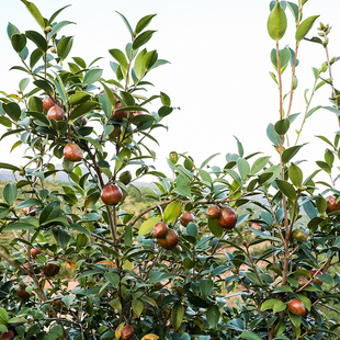 百年老树一年产量压榨山茶油