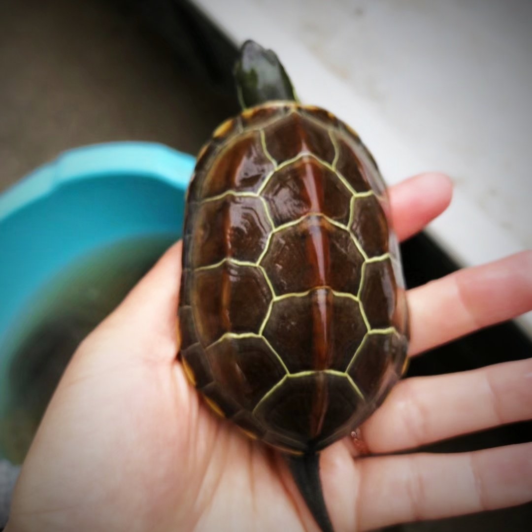 招财龟 水陆两栖龟镇宅情侣龟金线 活体乌龟全品中华草龟包邮