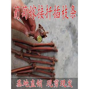 阳光玫瑰葡萄扦插嫁接用枝条葡萄苗繁育diy庭院地栽阳台盆栽爬藤