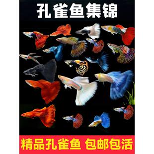 孔雀鱼鱼苗观赏鱼小型活体金鱼热带淡水好养耐活斑马凤尾鱼缸小鱼