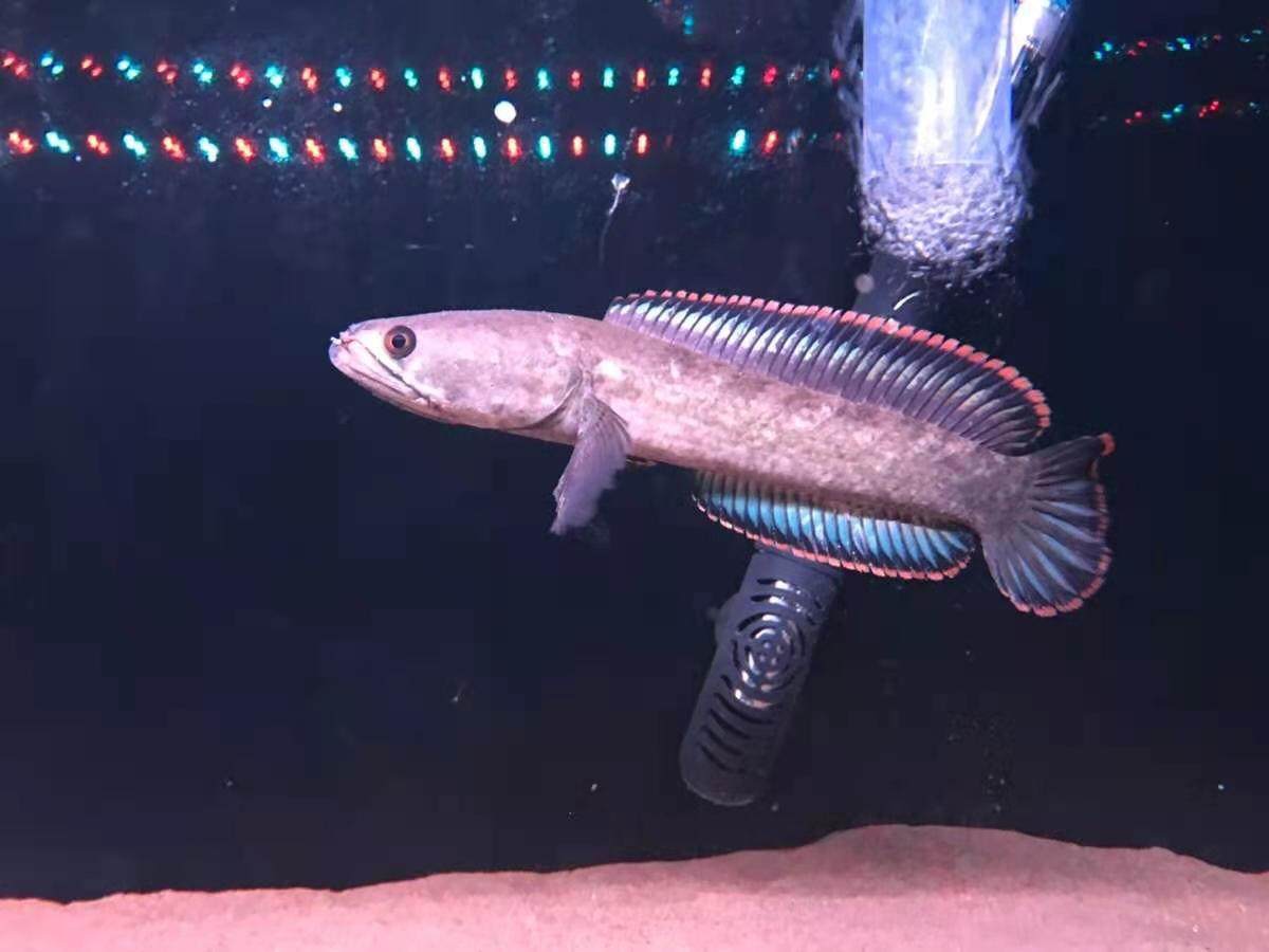 彩虹雷龙鱼 阿萨姆奶茶七彩鬼王 黄金幻红宝石火背 观赏鱼