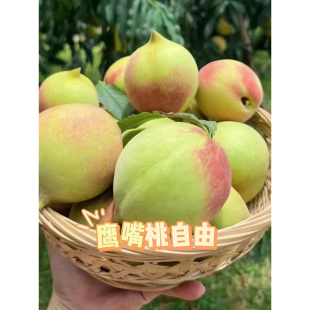 广东连平鹰嘴桃新鲜桃子9斤现摘水蜜桃当季水果整箱毛桃正宗顺丰5