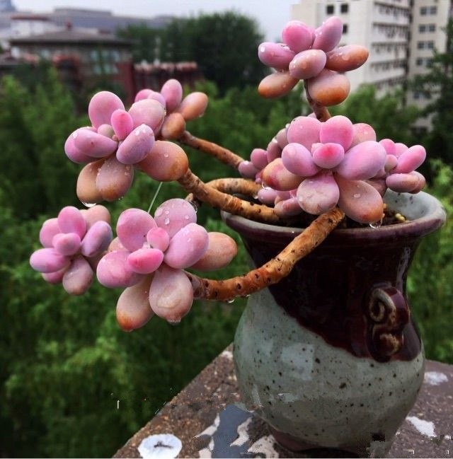 盆栽桃蛋小老桩新手好养萌肉肉多植物室内办公室多肉植物