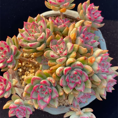 璀璨老桩稀有品种多肉植物组合盆栽萌肉肉新手好养绿植花卉办公室