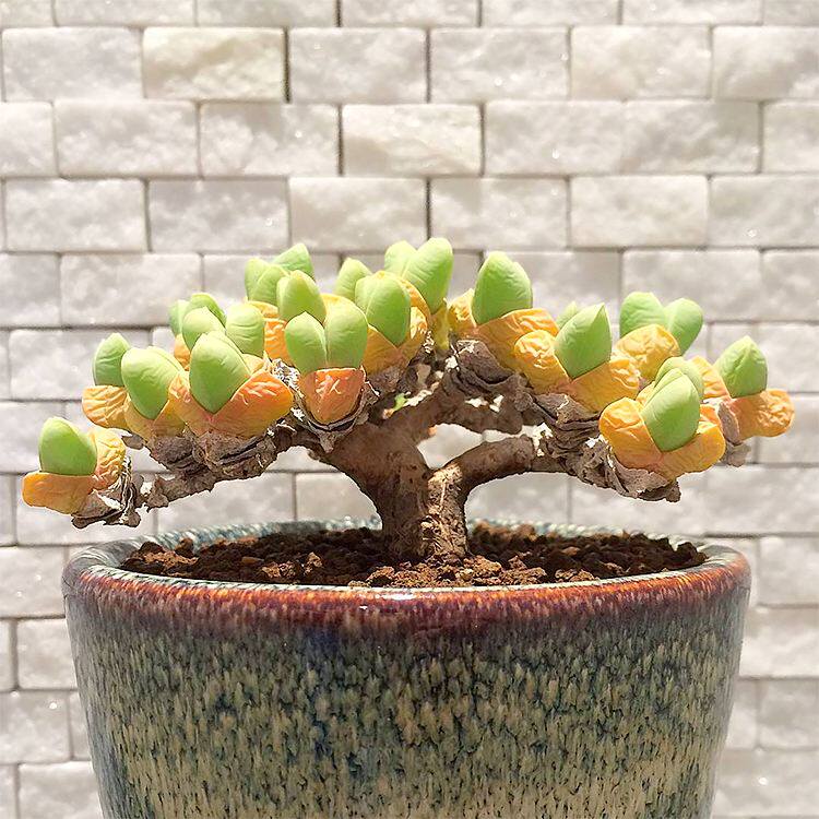 秋琴玉番杏科稀有品种多肉植物绿植