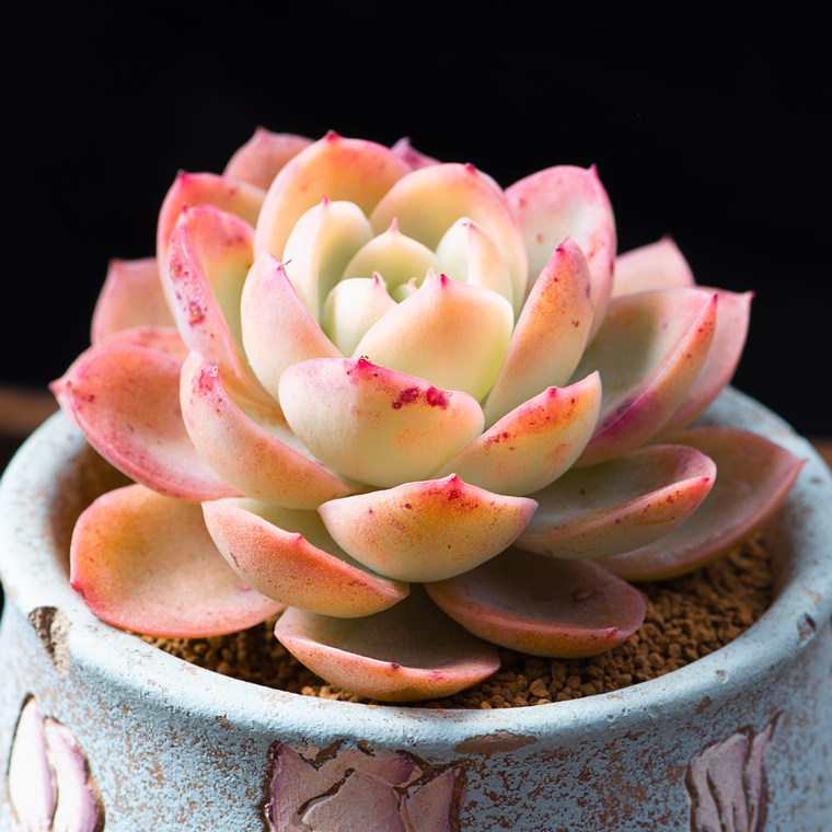 大颗丝绸面纱品相好果冻色新手好养多肉植物盆栽萌肉肉绿植花卉